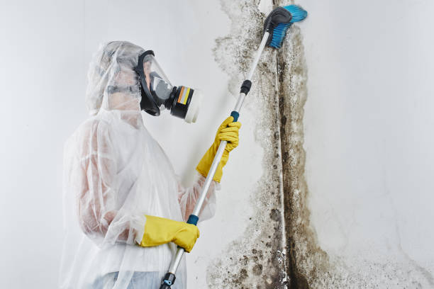 Best Mold Testing  in Seville, FL