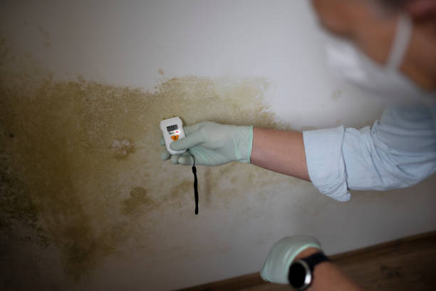 Best Mold Cleaning Services  in Seville, FL