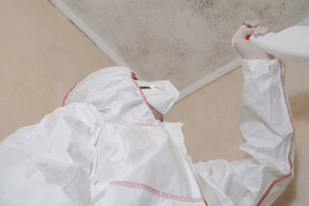 Best Best Mold Removal Companies  in Seville, FL