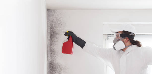 Best Certified Mold Removal  in Seville, FL