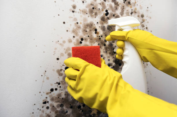Best Attic Mold Removal  in Seville, FL