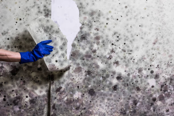 Best Mold Remediation Experts  in Seville, FL