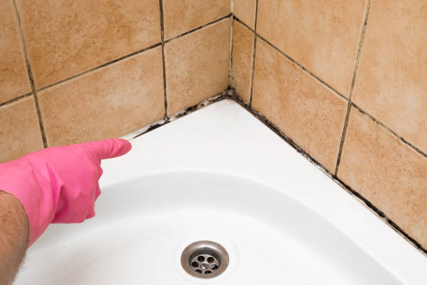Crawl Space Mold Removal in Seville, FL