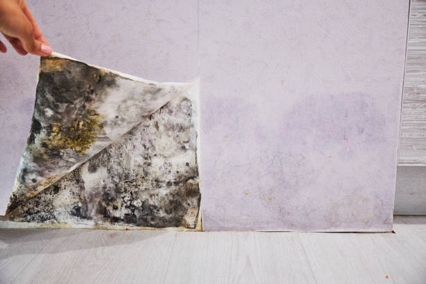 Best Mold Damage Repair  in Seville, FL
